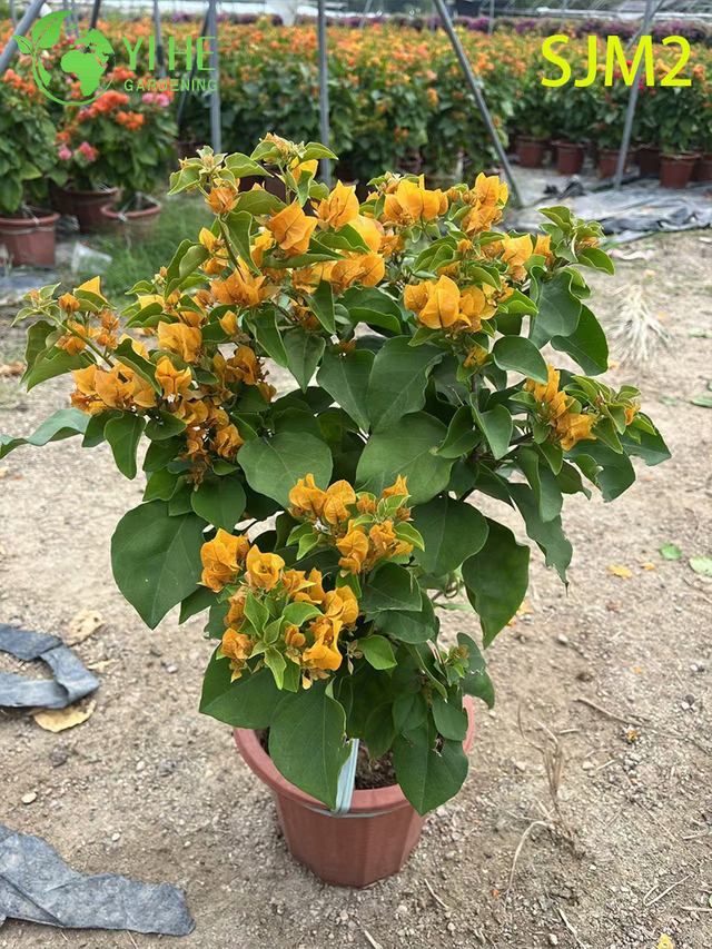 आँगन गार्डन बोनसाई के लिए थोक बोगनविलिया स्टैंडर्ड ट्री लाइव प्लांट