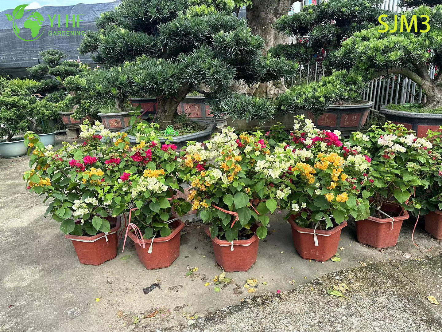 الجملة شجرة الجهنمية الكبيرة عينة لبونساي المناظر الطبيعية في الهواء الطلق