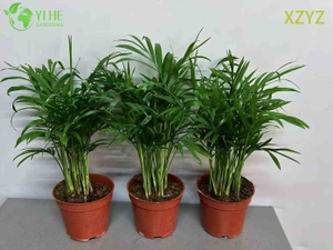Chamaedorea elegans verde compacto para planta com detalhes tropicais internos