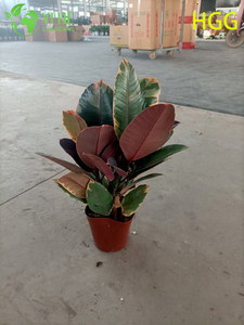 Purificador de ar de folhagem de planta decorativa em vaso de árvore de borracha de rubi de Ficus Elastica interna