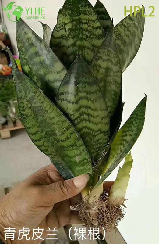 Plante de serpent nain Hahnii Bird’s Nest Plante d’int&eacute;rieur &agrave; rosette vivante