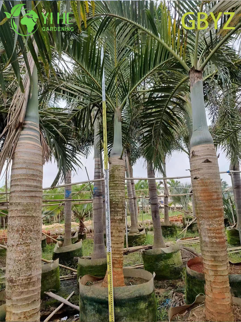 Groothandel Spindelpalm (Hyophorbe Verschaffeltii) - Slanke groenblijvende palmen