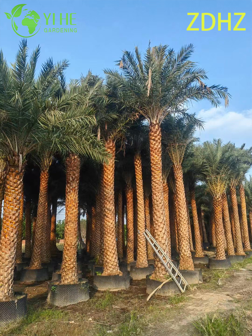 Toptan Medjool Hurma Hurması (Phoenix Dactylifera) - Uzun Dayanıkl�