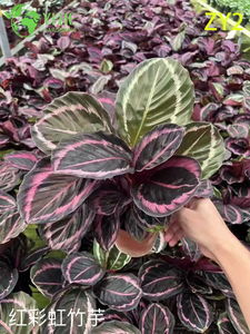 Toptan İhracata Y&ouml;nelik Premium Tropikal Calathea Bitkileri - İ&ccedil; Mekan Dekoratif Yeşillik