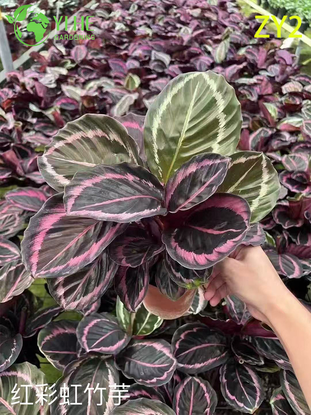 卸売輸出用のプレミアム熱帯カラテア植物 - 屋内装飾用観葉植物