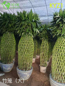 屋内装飾およびギフト用の卸売幸運の竹ドラセナ鉢植え
