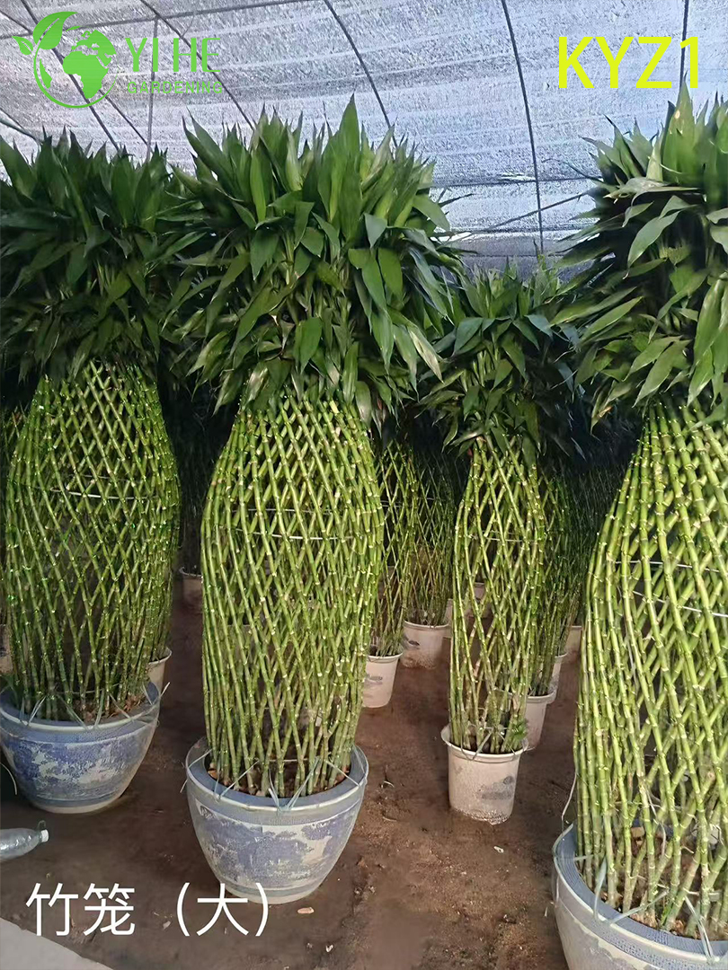 Горшечные растения Lucky Bamboo Dracaena оптом для домашнего декора и подарков