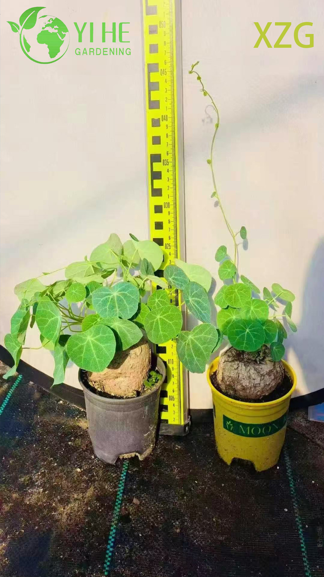 Großhandel mit Dioscorea Elephantipes-Topfpflanzen für die Sukkulenten-Dekoration und -Sammlung im Innenbereich