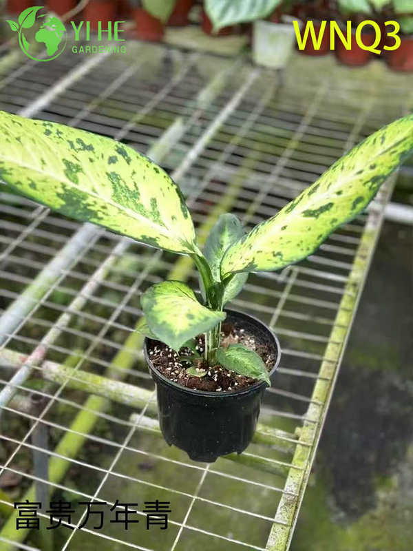 Plantes &agrave; feuilles persistantes de qualit&eacute; sup&eacute;rieure pour la vente en gros - Feuillage tropical d&eacute;coratif int&eacute;rieur et ext&eacute;rieur