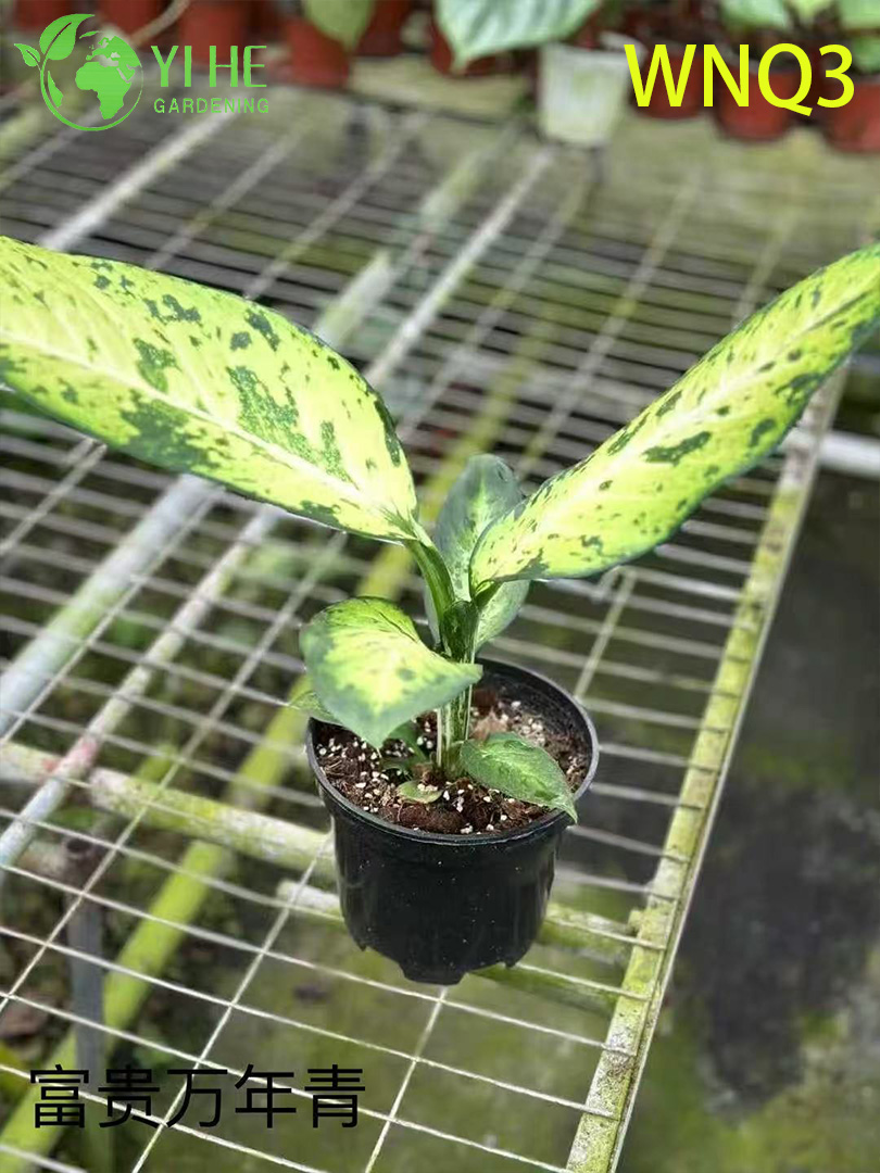 Plantes &agrave; feuilles persistantes de qualit&eacute; sup&eacute;rieure pour la vente en gros - Feuillage tropical d&eacute;coratif int&eacute;rieur et ext&eacute;rieur