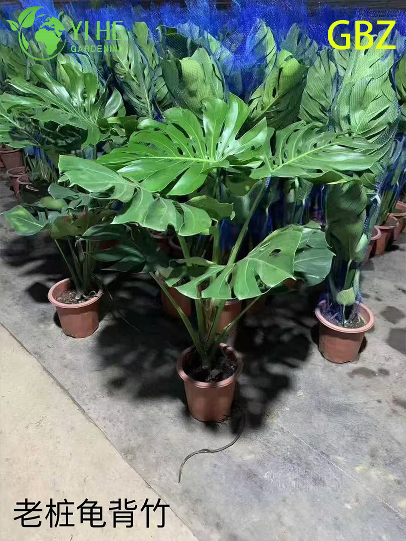 Горшечные растения Monstera Deliciosa оптом для домашнего декора с большой листвой