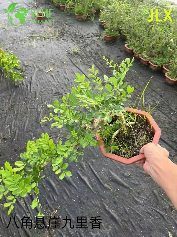 इनडोर आउटडोर सुगंधित फूलों की सजावट के लिए थोक मुरैना पनिकुलता पॉटेड पौधे