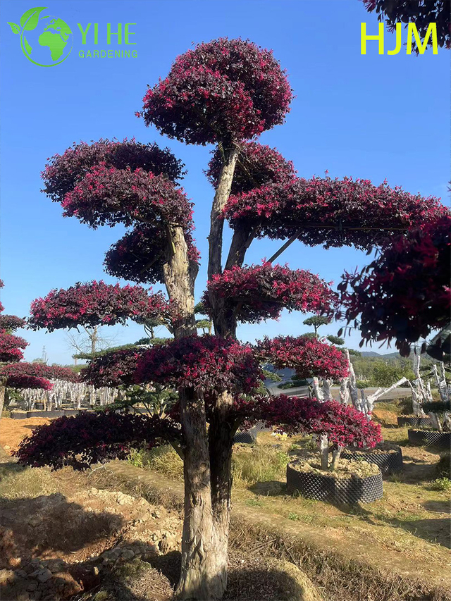 Loropetalum chinense ornamentale in vaso var. rubrum per l'impianto di esportazione