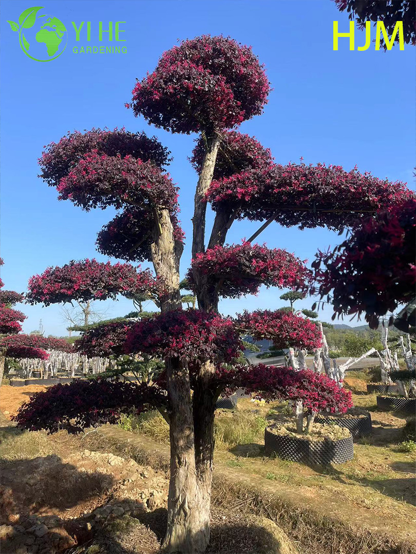 الزينة بوعاء Loropetalum chinense فار. ربروم لمصنع التصدير