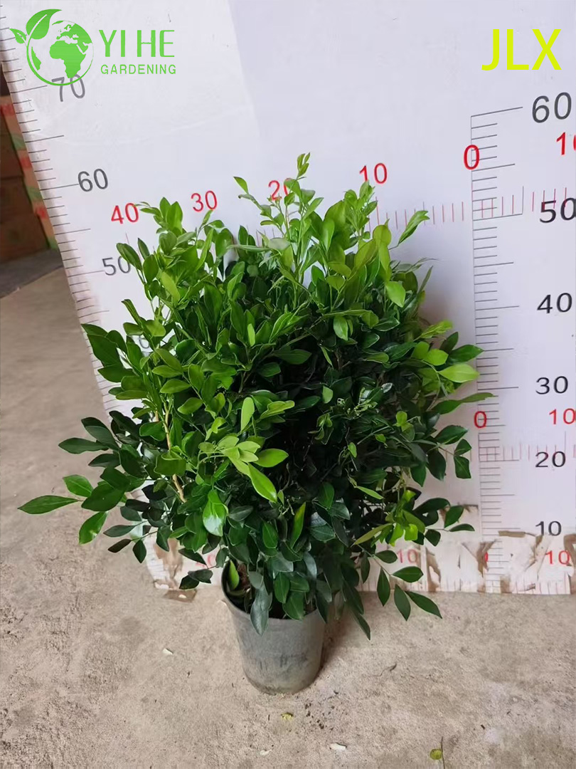 គ្រឿងលម្អ Potted Murraya exotica L. សម្រាប់រោងចក្រនាំចេញ