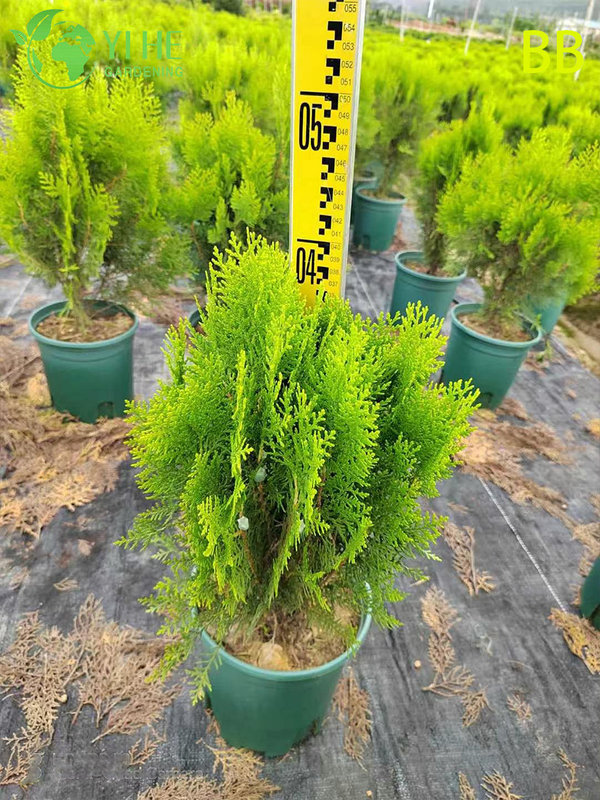 Comercio al por mayor de hoja perenne ornamental Cipr&eacute;s Hinoki para jardines al aire libre Bonsai