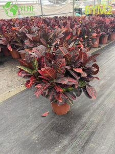 &Aacute;rvore padr&atilde;o de croton grande por atacado para bonsai de decora&ccedil;&atilde;o de piso e paisagem