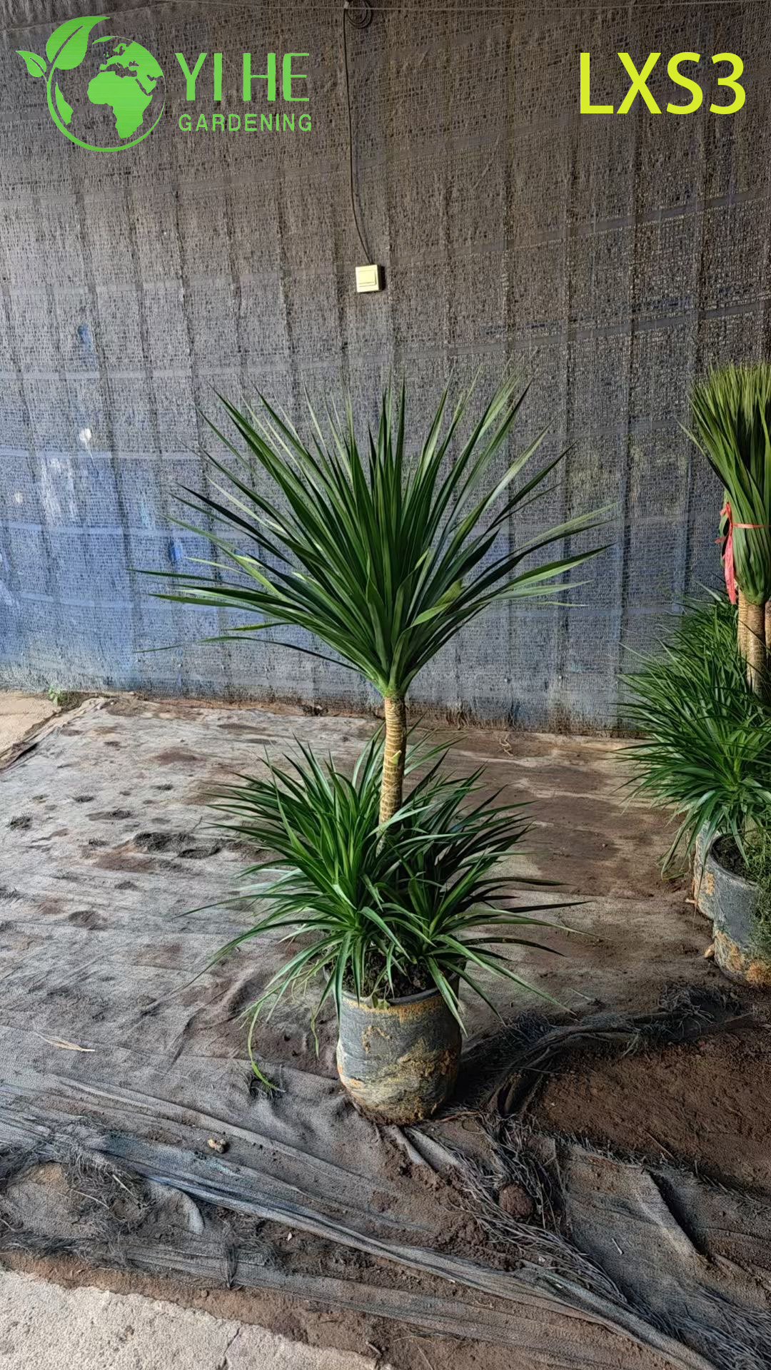 इनडोर हरियाली सजावट के लिए लंबा सिंगल-ट्रंक ड्रेकेना ड्रेको