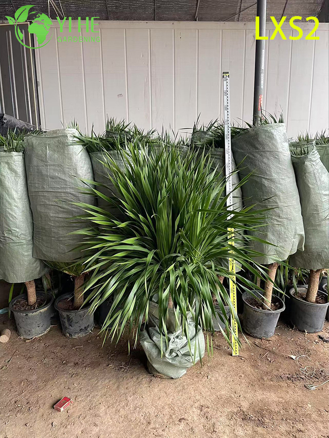 आंतरिक और बाहरी सजावट के लिए सजावटी बहु-शाखाओं वाला ड्रेकेना ड्रेको