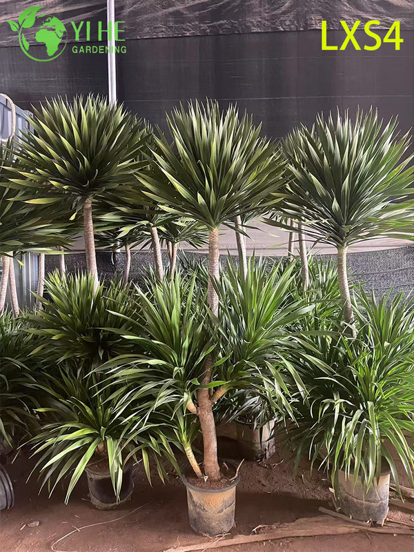 Grand Double - Dracaena draco à plusieurs niveaux pour la décoration intérieure et extérieure
