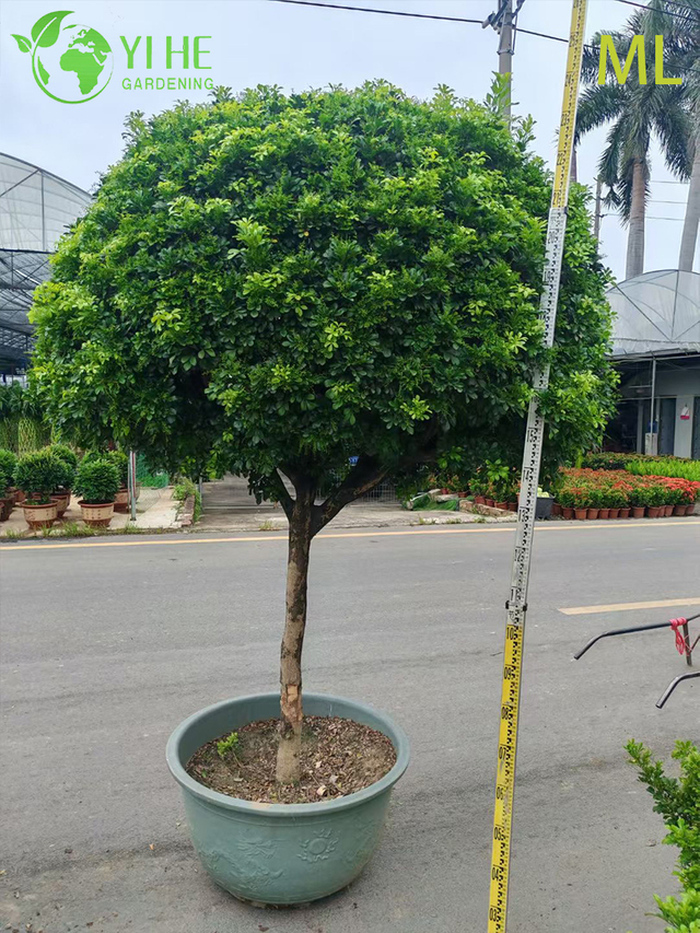 Bonsai profumato di Aglaia Odorata per l'arredamento di interni