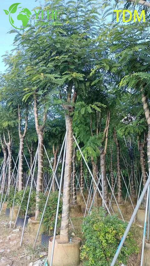 &Aacute;rvore Tropical Ornamental Senna siamea