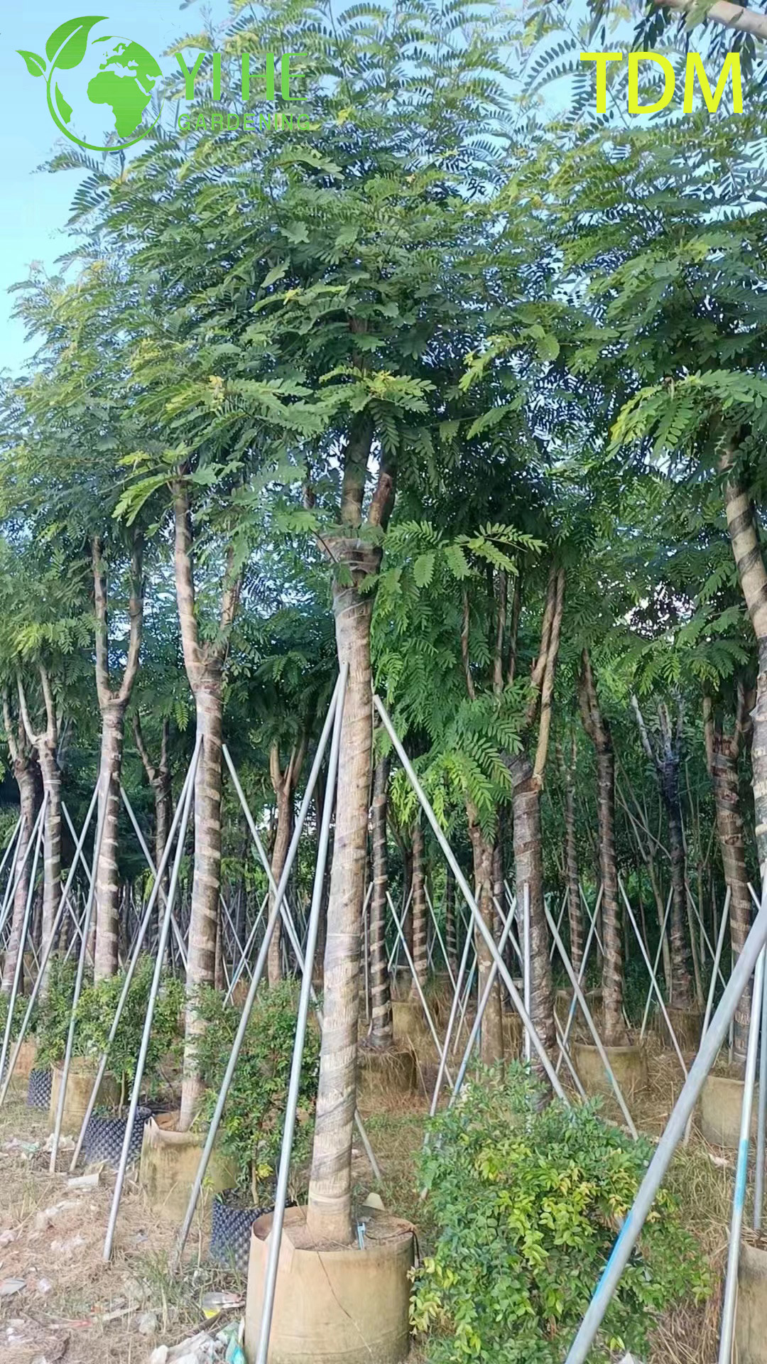 관상용 열대 세나 시아메아 나무