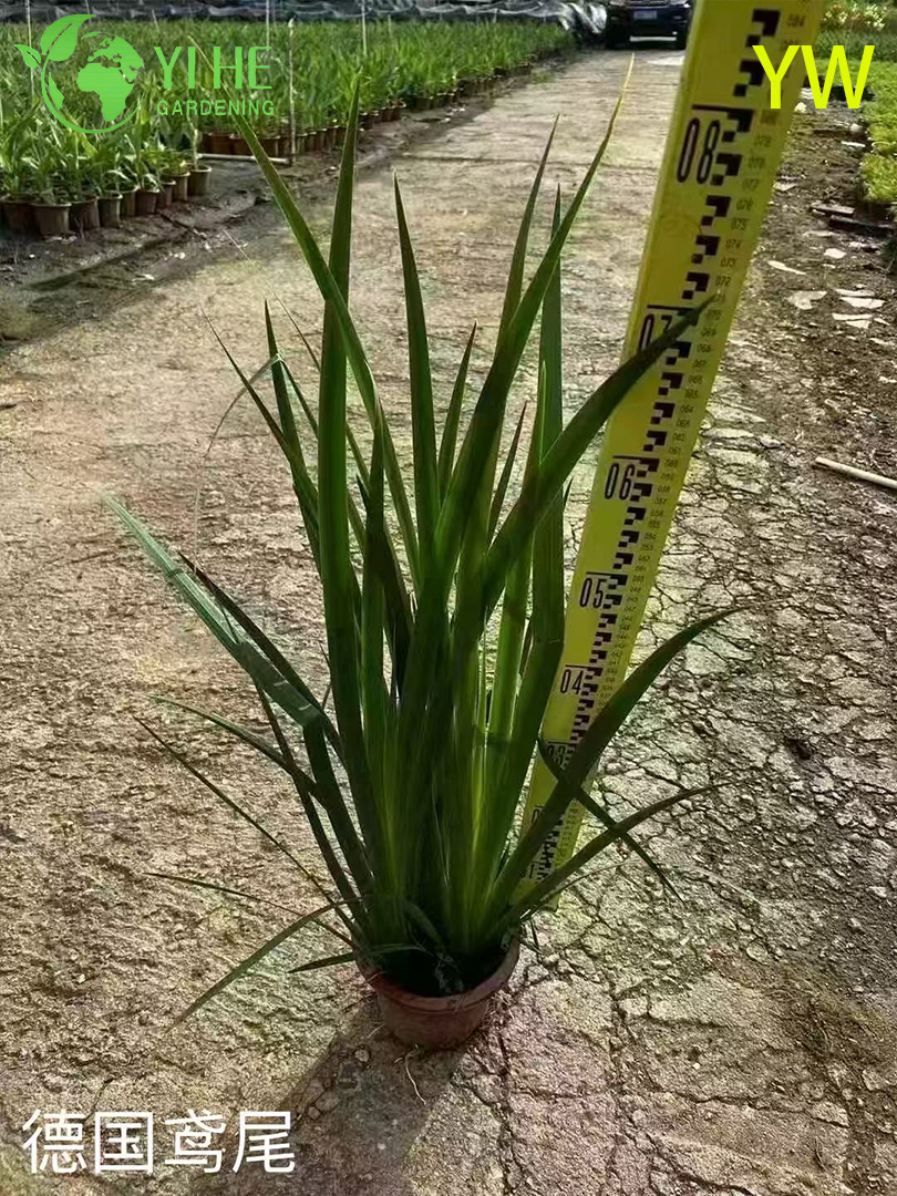 Toptan İhracat Iris &Ccedil;i&ccedil;ek S&uuml;s &Ccedil;ok Yıllık Bah&ccedil;e Tesisi &Uuml;st&uuml;n Kalite