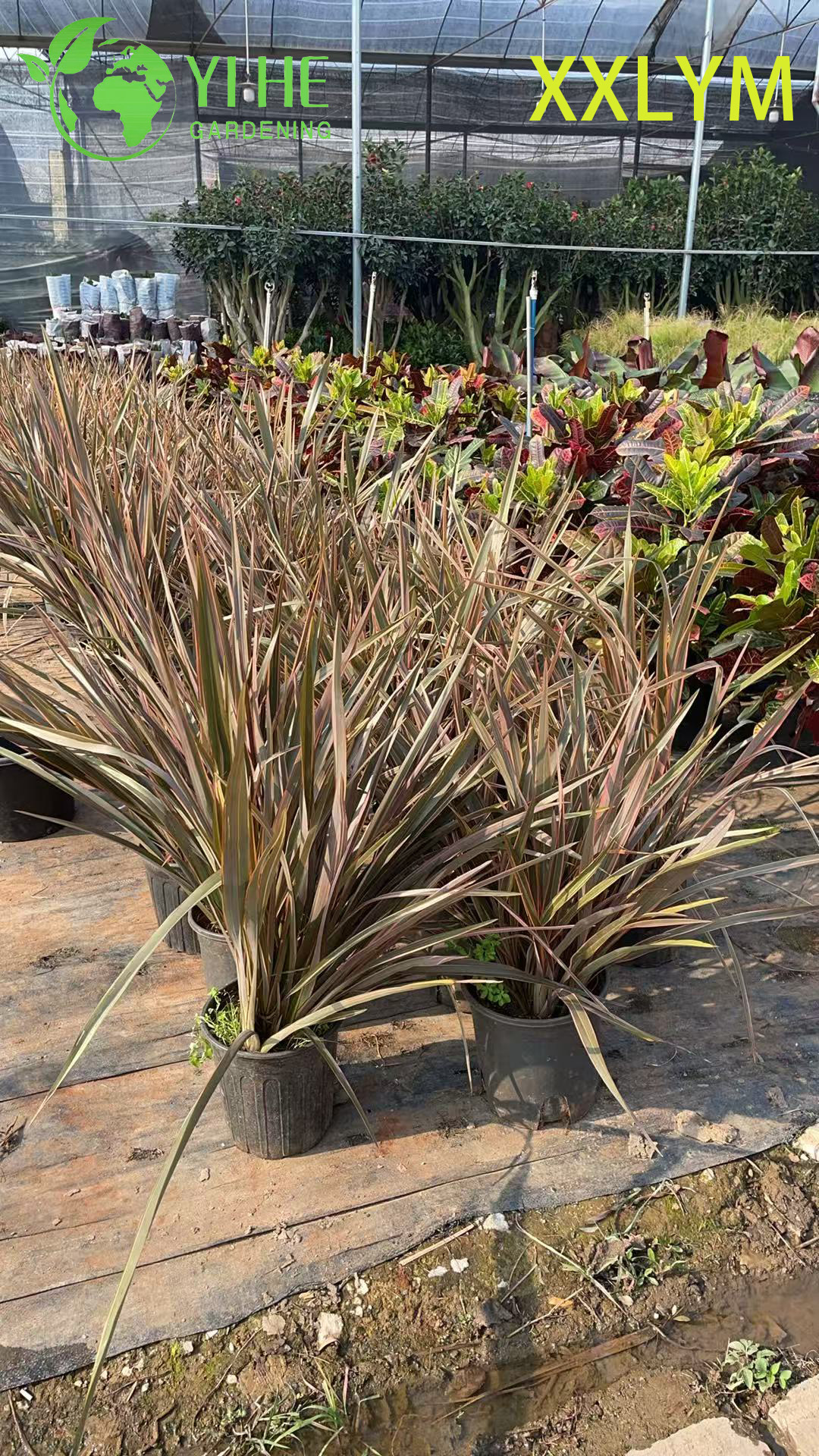 تصدير الجملة نيوزيلندا الكتان الزينة دائمة الخضرة جودة ممتازة