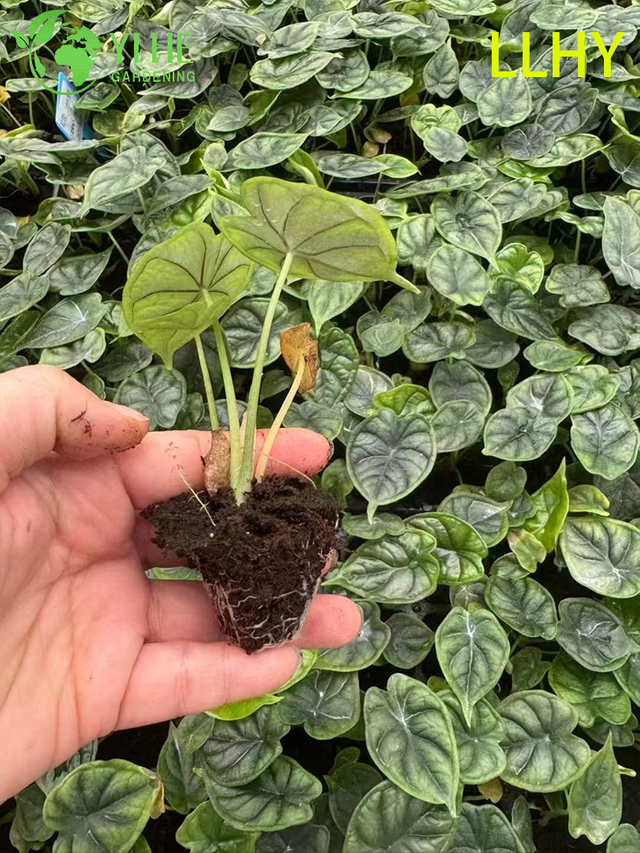 በጅምላ ወደ ውጭ ላክ Dragon ልኬት Alocasia ችግኝ | የትሮፒካል ጌጣጌጥ ቅጠሎች ችግኞች