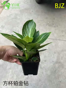 Оптовые платиновые алмазные горшечные растения для роскошного украшения листвы в помещении