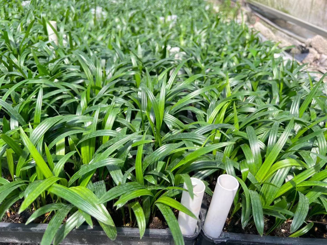 rhapis excelsa plantas jovens