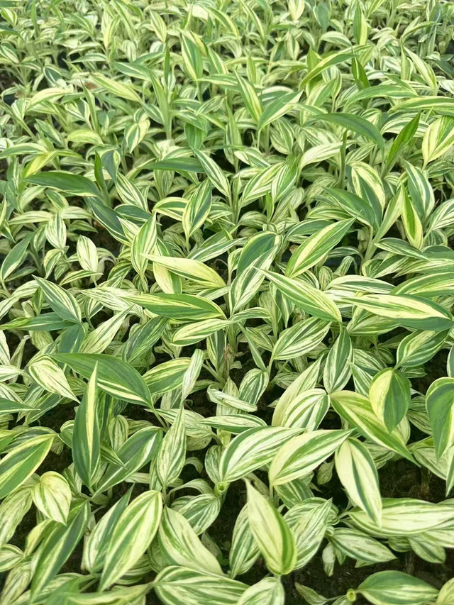 Альпиния зерумбет сорт. Вариегата