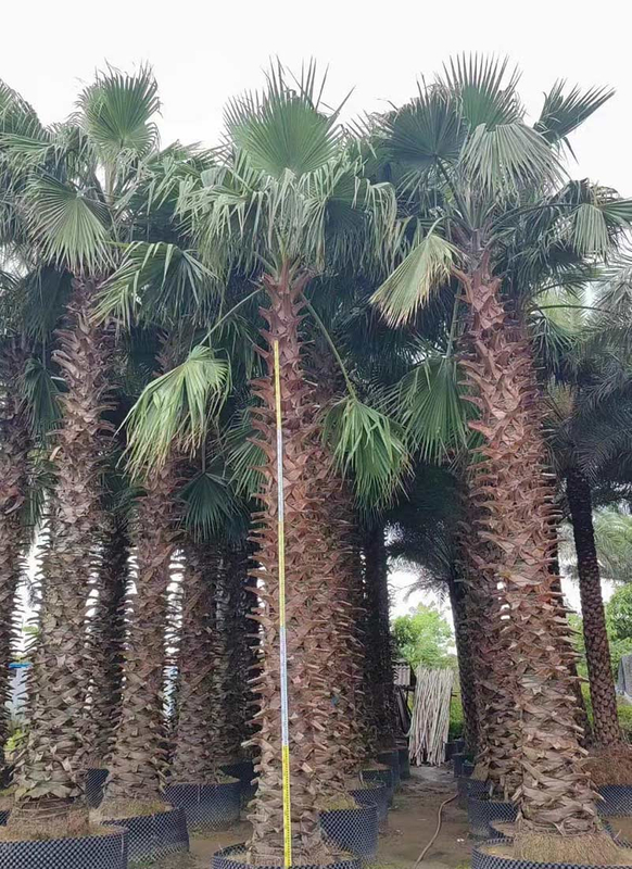 واشنطونيا روبوستا