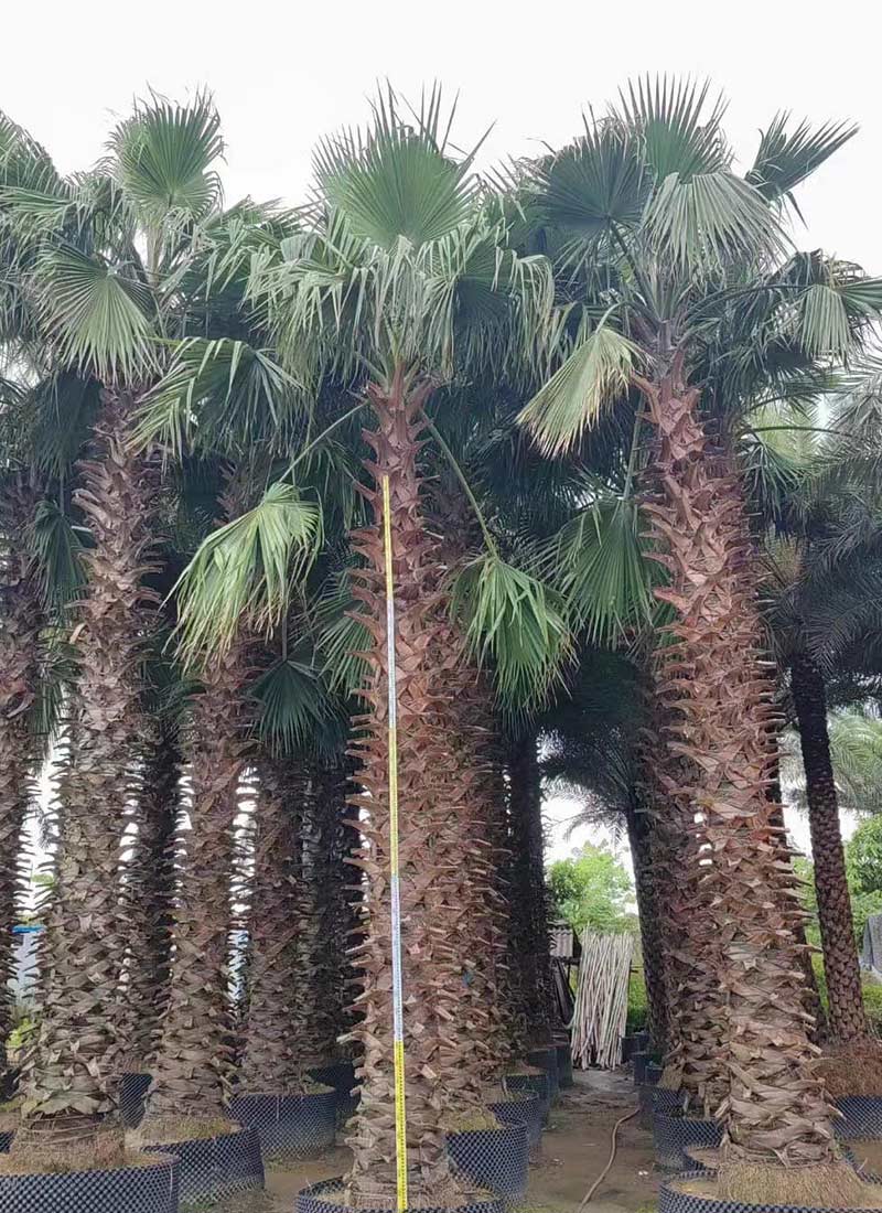 واشنطونيا روبوستا