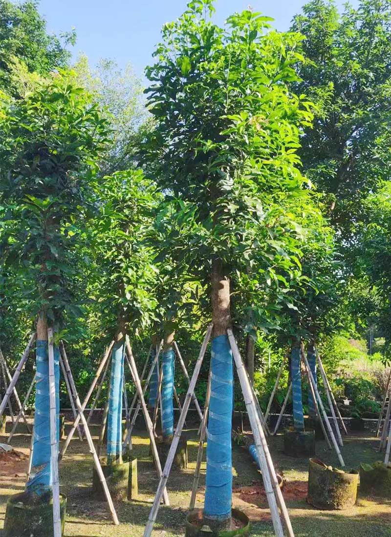 Mangifera Indica