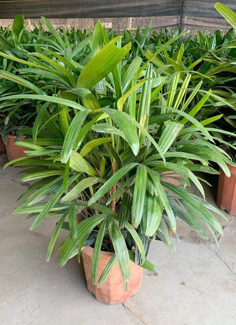 Bamb&uacute; de hojas grandes