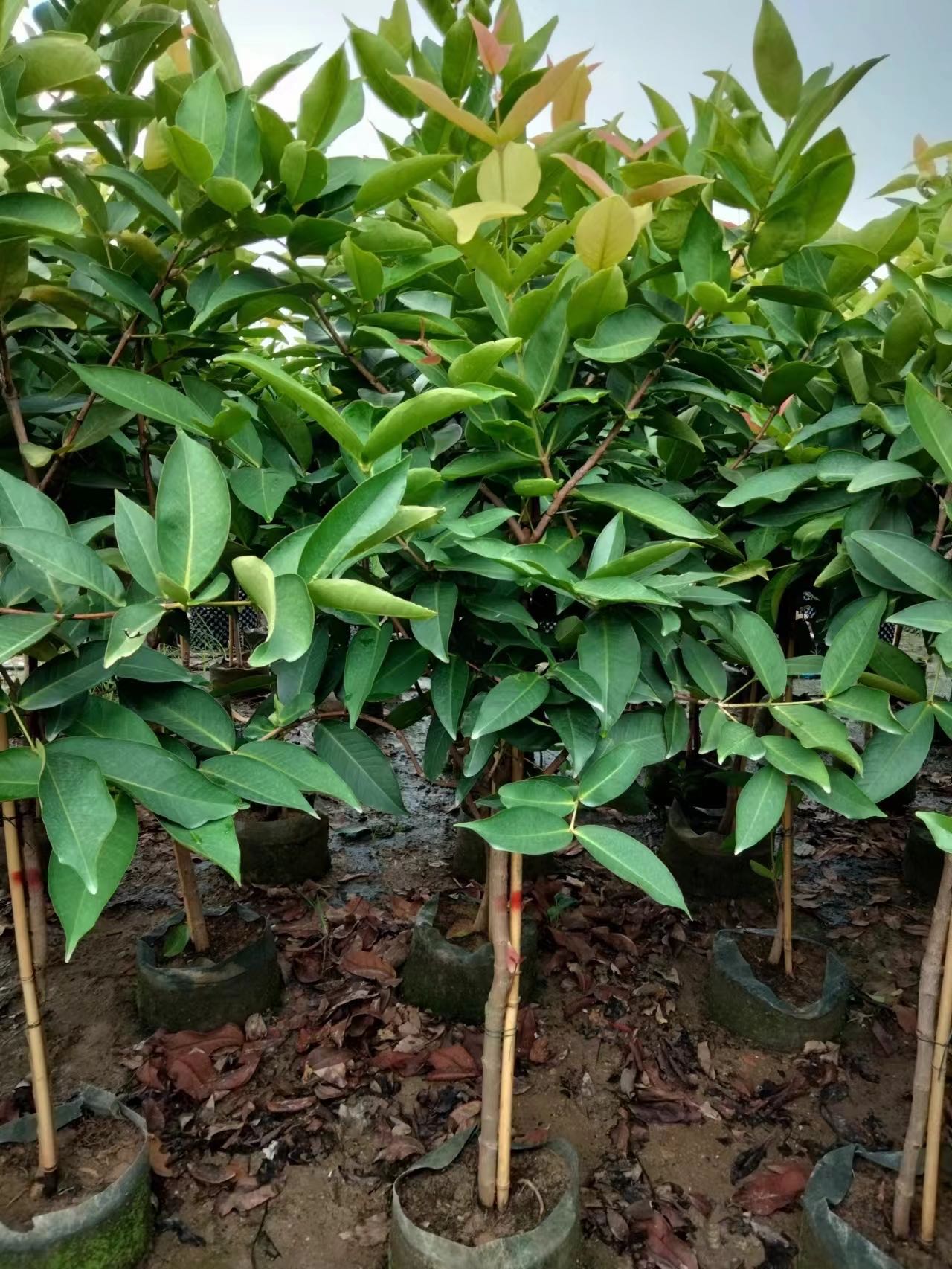 Syzygium samarangense, Джамбу аир, восковое яблоко