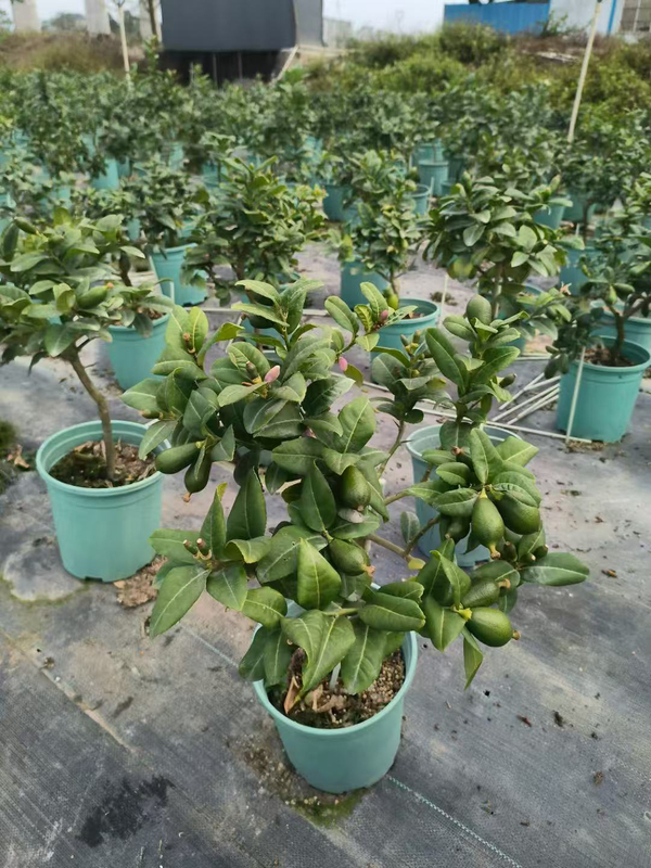 Limoneros,Citrus &times; limon (Linnaeus) Osbeck