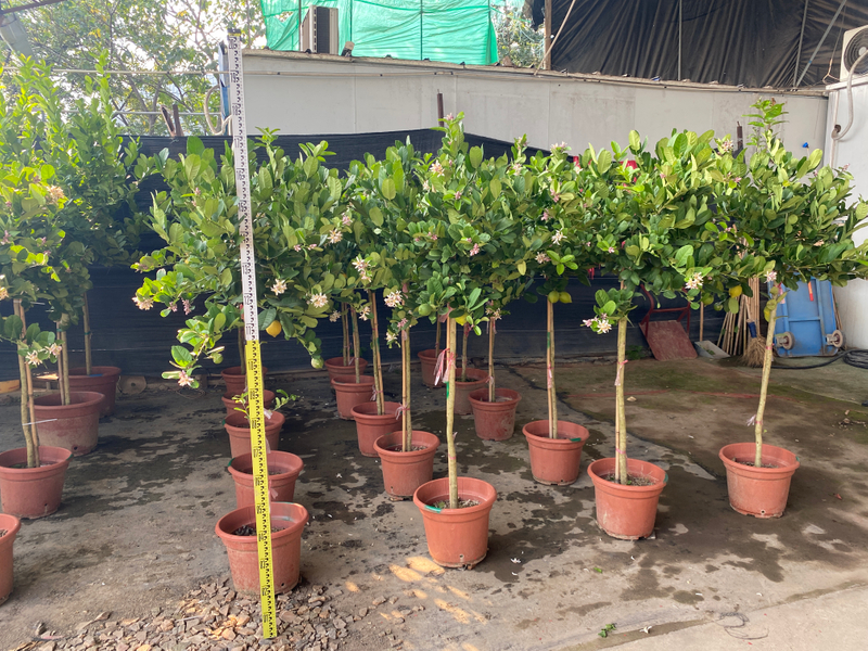 Limoneros,Citrus &times; limon (Linnaeus) Osbeck