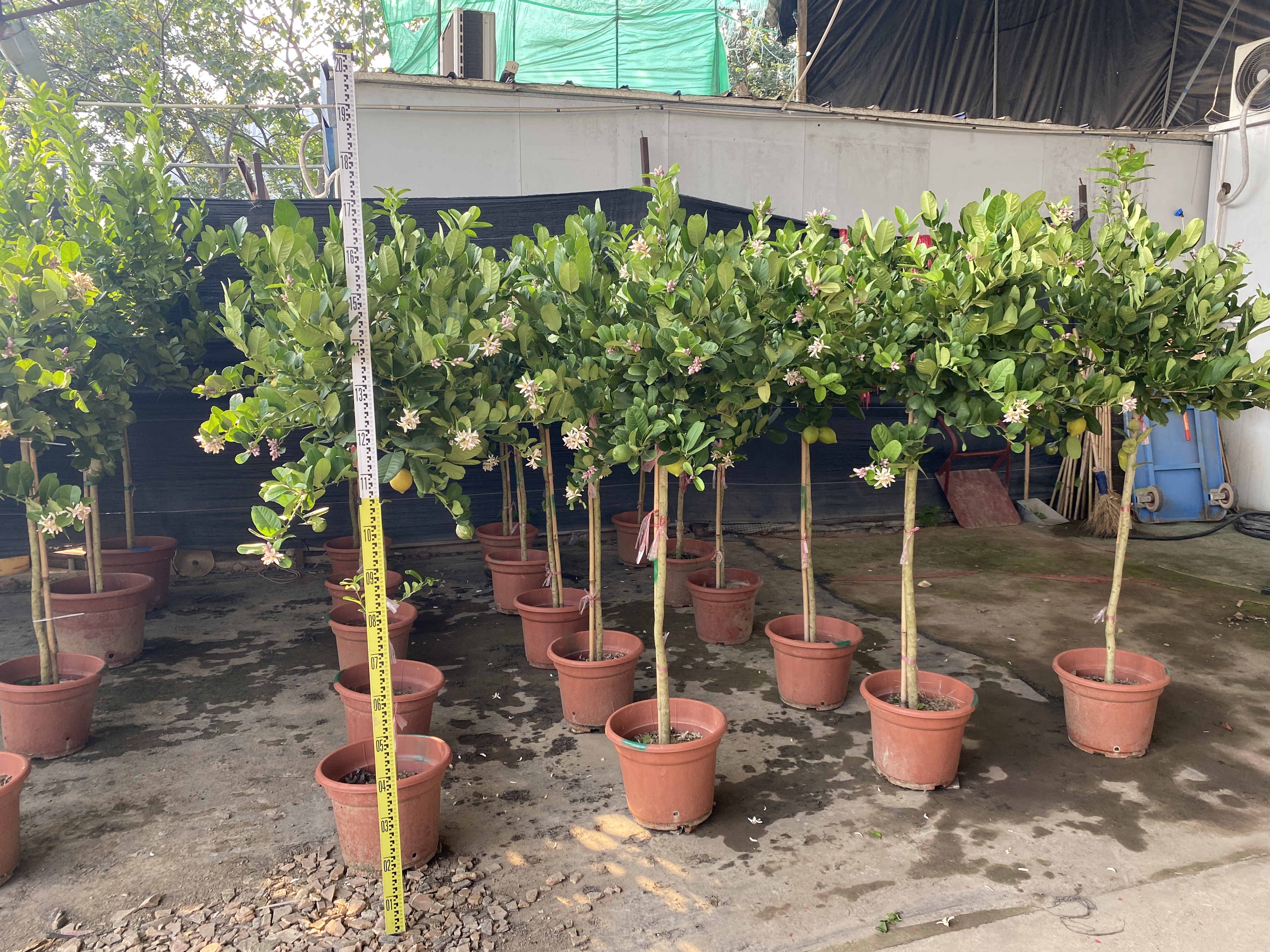 Limoneros,Citrus &times; limon (Linnaeus) Osbeck