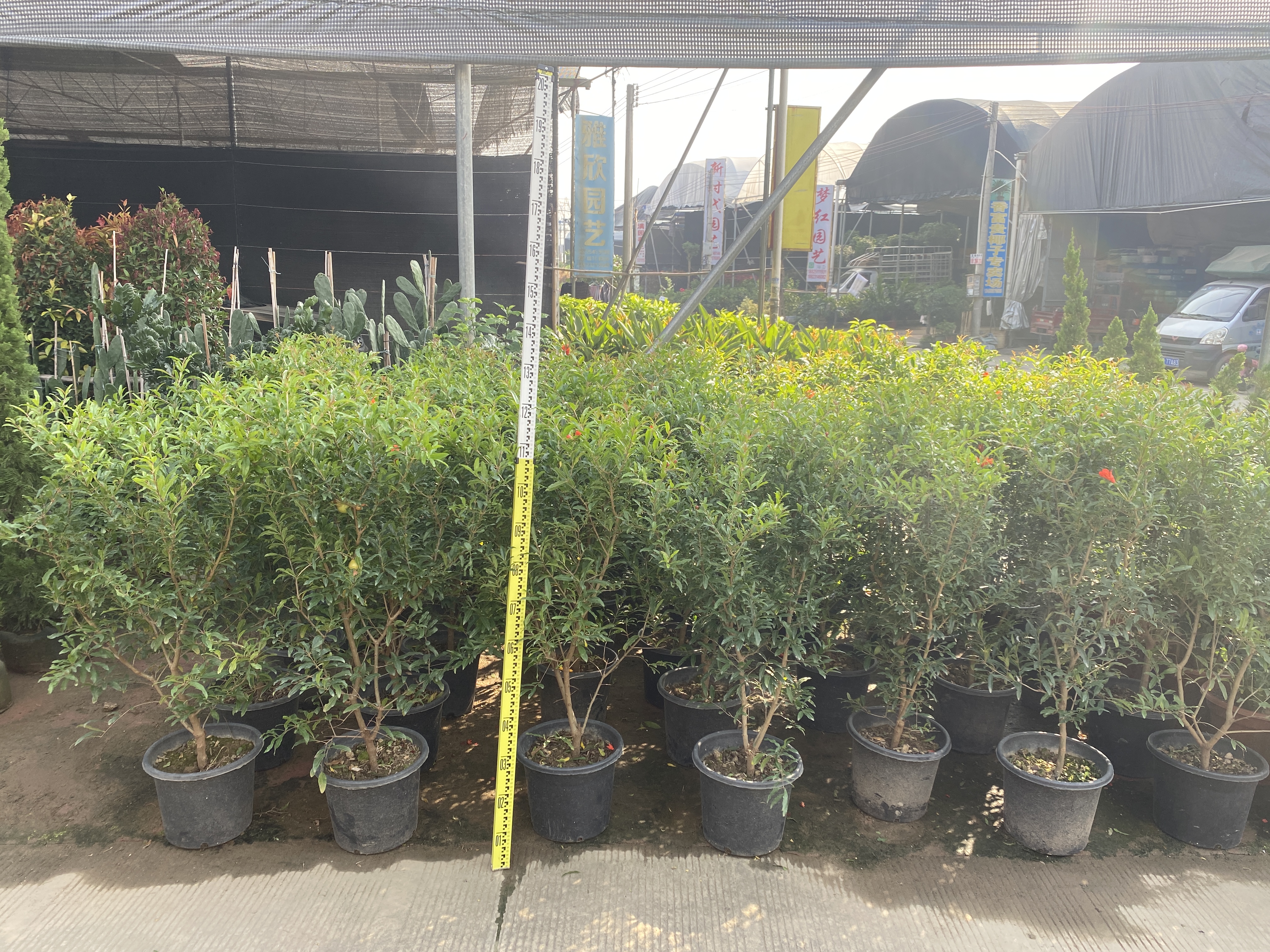 ต้นทับทิม Punica granatum 