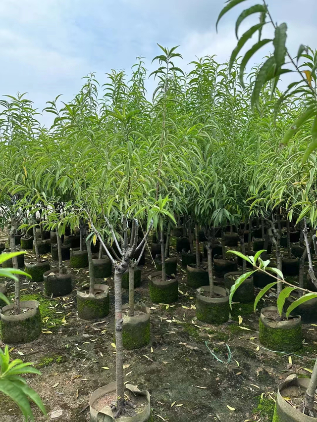 Prunus persica subsp. YingZui、桃の品種