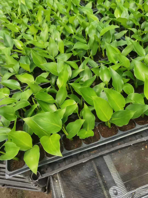Piantina di Strelitzia Nicolai