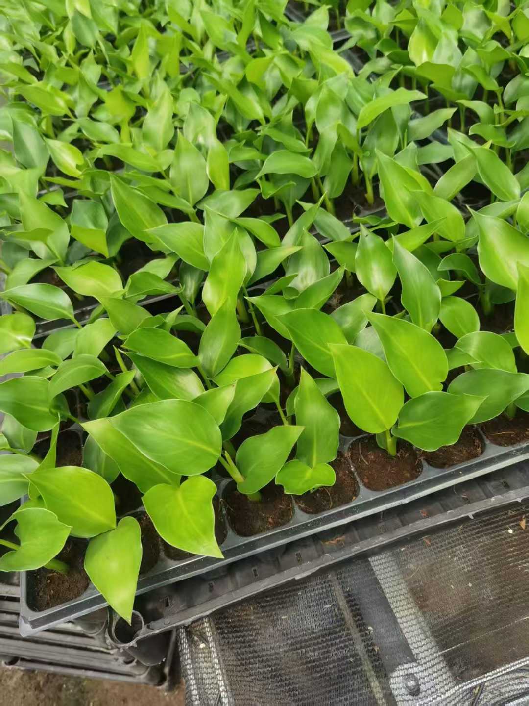 Piantina di Strelitzia Nicolai