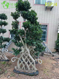 Grand ficus artistique tissé en treillis, un bonsaï de plante d'intérieur vivant
