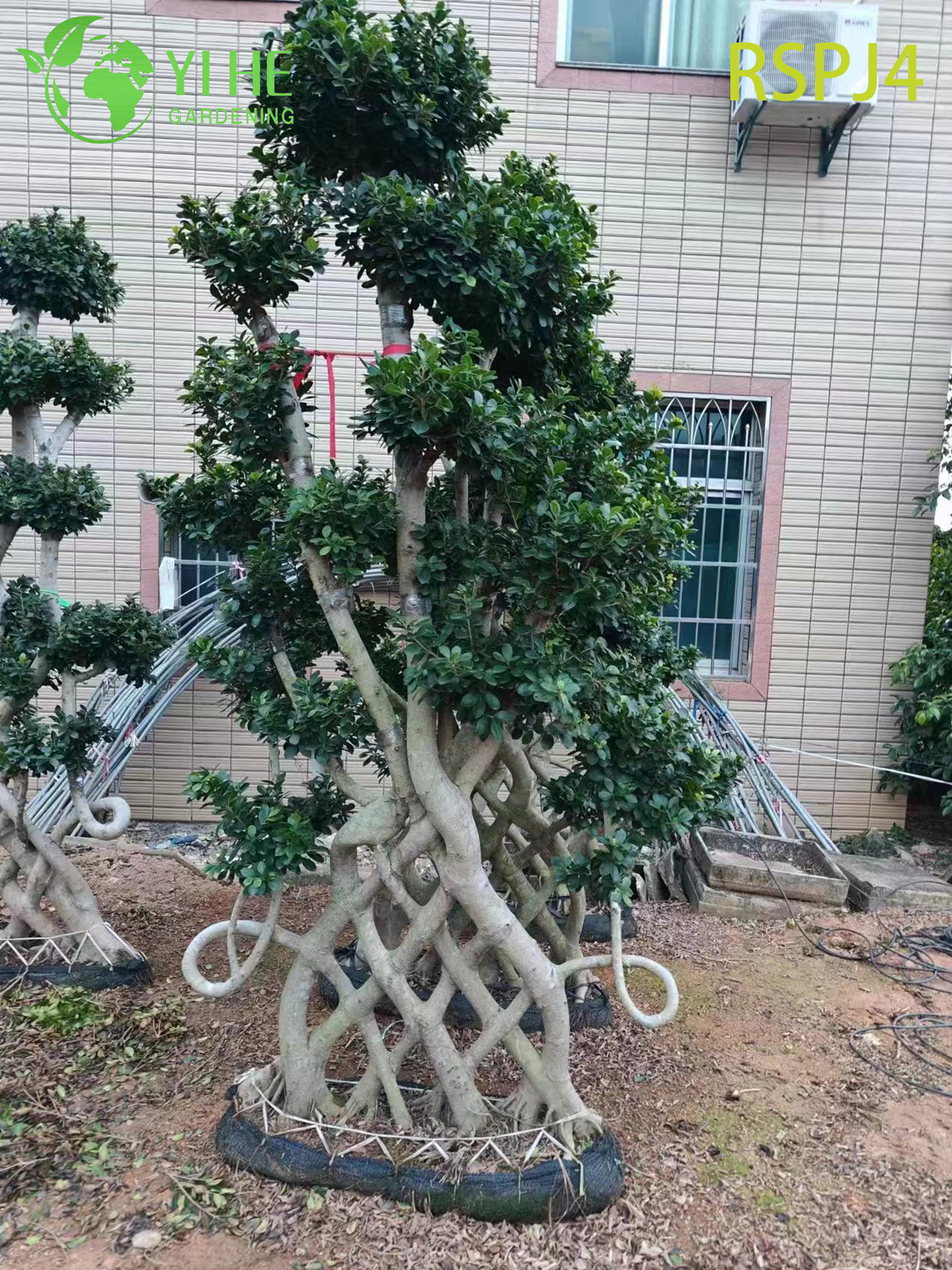 जाली-बुना हुआ लंबा कलात्मक फ़िकस पेड़ एक जीवित इनडोर फ़्लोर प्लांट बोनसाई