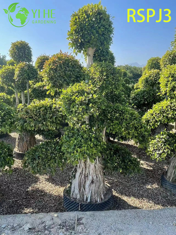 &Ocirc; nhiều tầng C&acirc;y Ficus nghệ thuật cao Một c&acirc;y cảnh sống tr&ecirc;n s&agrave;n trong nh&agrave;