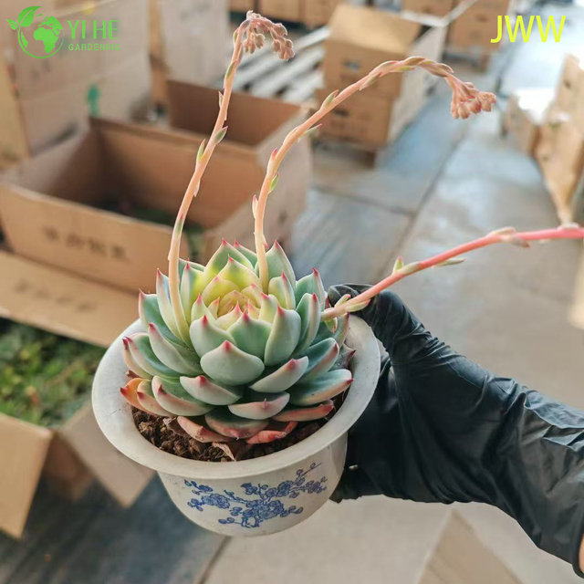 Live Pink Tip Echeveria Chihuahuaensis พืชอวบน้ำสำหรับขายส่งส่งออกบอนไซ