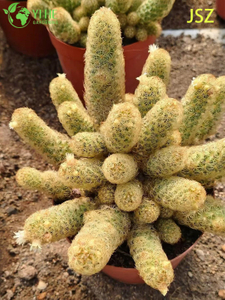 الجملة الحية Ladyfinger الصبار Mammillaria Elongata لحديقة داخلية بونساي